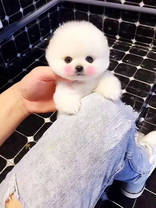 小型茶杯袖珍宠物狗纯种家养活体博美