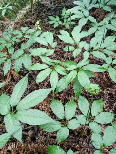 中药材植物三七的资料主要功效的说明生长习性的介绍高清图片供您参考