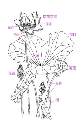 快速入门荷花简笔画,文末有彩蛋‖教程