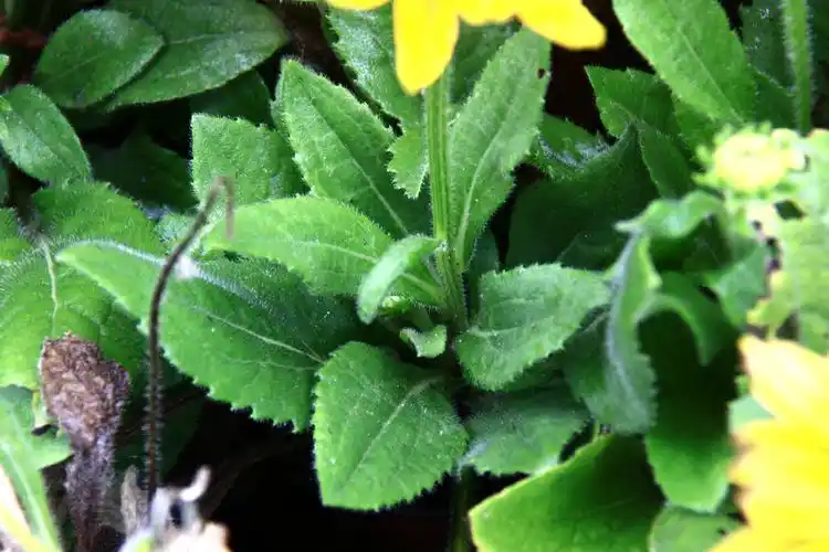 金光菊菊科金光菊属