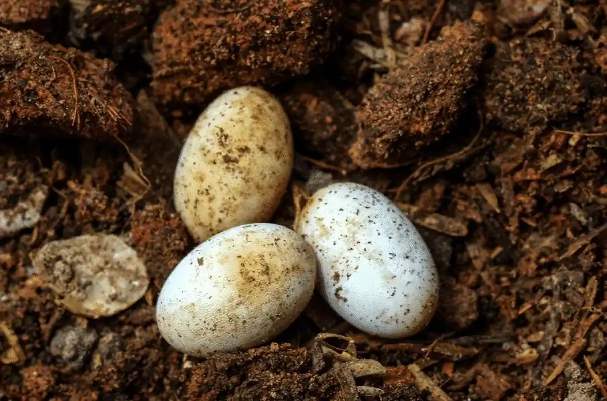 雌蛇产卵后会筑巢孵化,巢穴温度恒定有助于孵化.