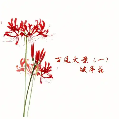 古风文案  #彼岸花