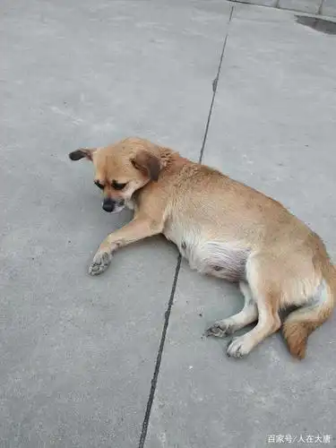 中华小菜狗和小主人