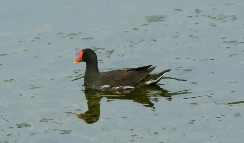 鲁大校园常见鸟类:水鸟篇