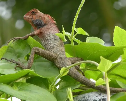 这是什么蜥蜴?尾巴很长上面有像眼镜蛇似的黑白环,会有毒吗?