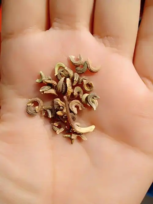 我们先来观察金盏菊的种子是什么颜色的,什么形状的吧?