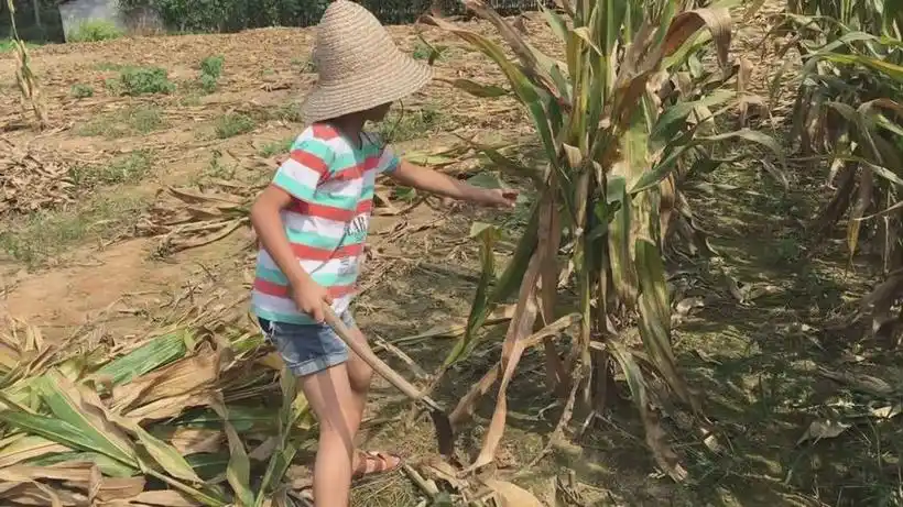 农村小孩第一次下地干活,动作有模有样,满头大汗还不觉得累!