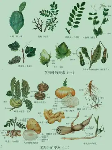 茎和叶的变态(二)_植物学图库_食品图库_食品伙伴网