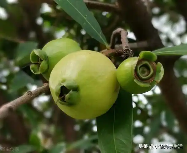 广东农村常见的野果,小时候几乎全吃过,你认得几种?_网易订阅