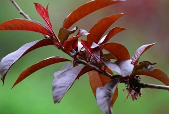 紫叶碧桃amygdaluspersicavarpersicafatropurpurea