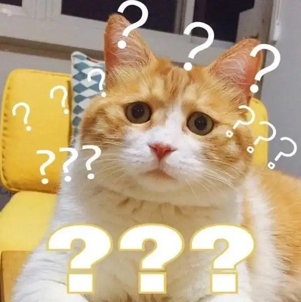 萌宠猫星人满脸问号好奇呆萌可爱gif动图_动态图_表情包下载_soogif