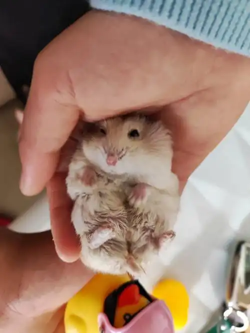 侏儒仓鼠   我家宝贝香香第一张生病前圆圆肥肥,第二张瘦瘦巴巴.