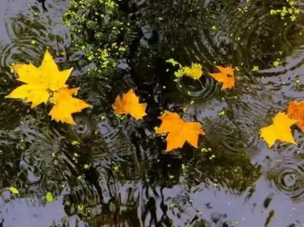 秋雨,秋雨,一半西风吹去