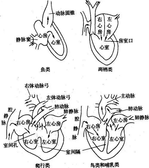心脏的节律性收缩和舒张推动血液和淋巴在体内循环.
