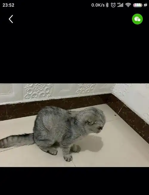 折耳猫发病严重真的好可怜好可怕