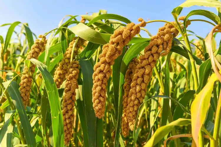 农业丰收看房山,五谷飘香瓜果甜