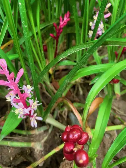 吉祥草开花你见过吗