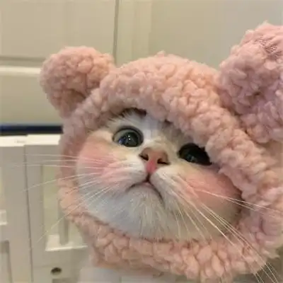 萌宠可爱的猫咪狗狗图片大全 很萌很治愈的猫咪小狗微信头像_动物头像