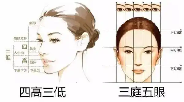 三庭五眼四高三低示意图