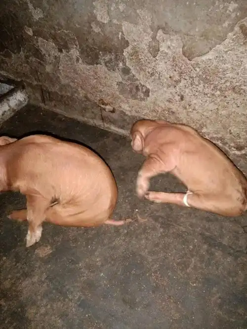 出生小猪八字(猪场仔猪出现"八字腿"概率为2%,老兽医是这样处理的)_达