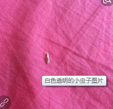 螨虫喜欢潮湿,高温,有棉麻织物和有灰土的环境, 20～25℃,相对湿度