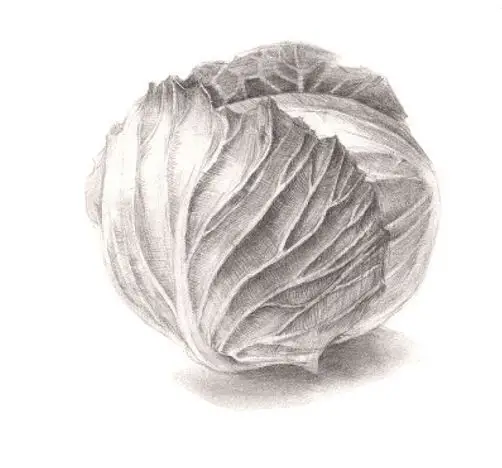 素描静物蔬菜篇之卷心菜圆心菜画法步骤