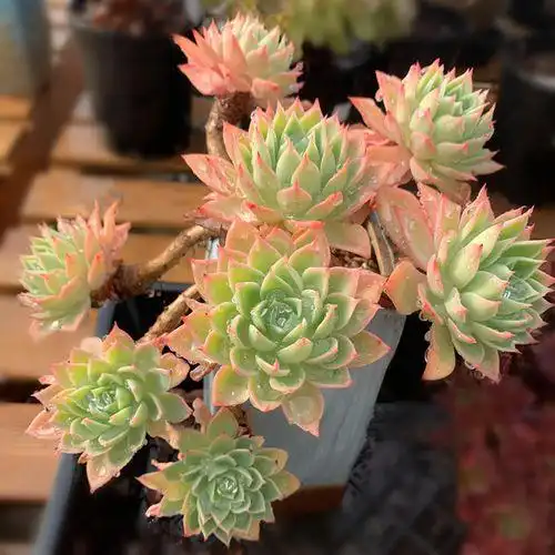 多肉植物三色堇三色堇多肉