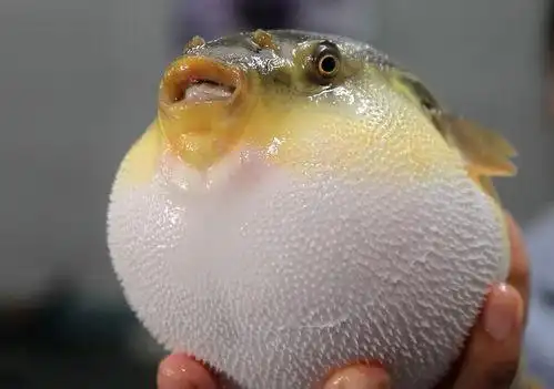 所有的野生河豚鱼都有毒吗?