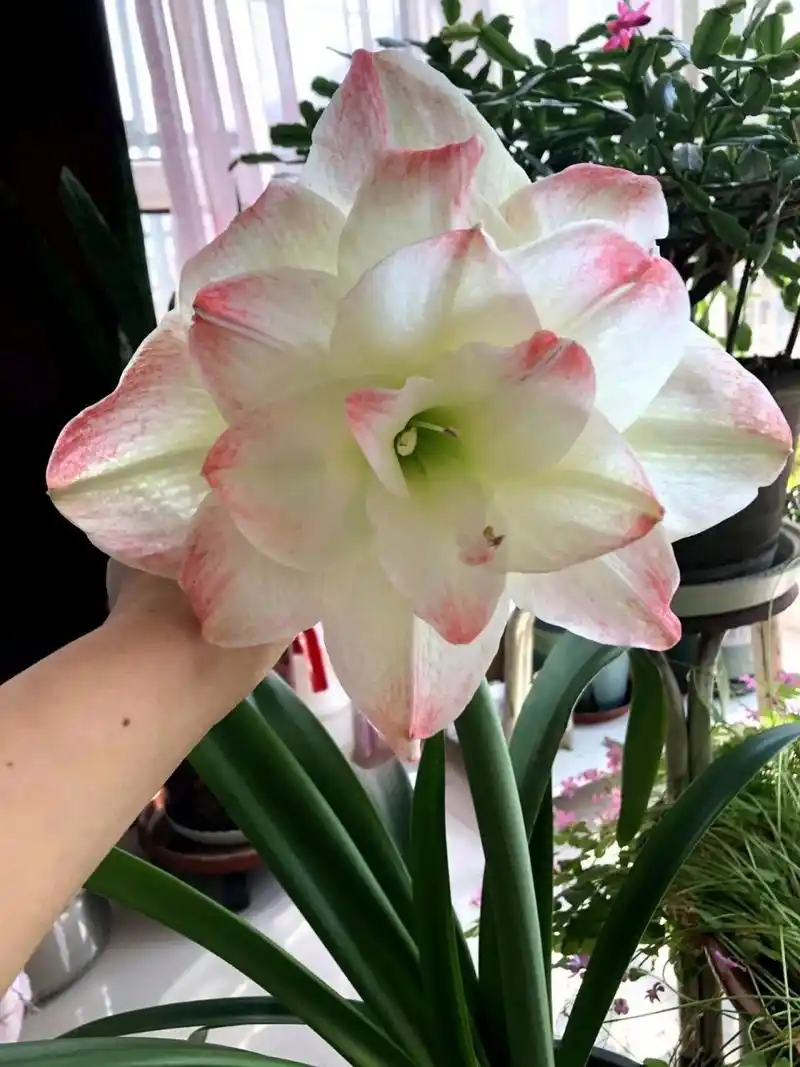 重瓣朱顶红"艾玛迪斯",也叫黛丝,糖果黛丝,经典品种,花大色美,花径