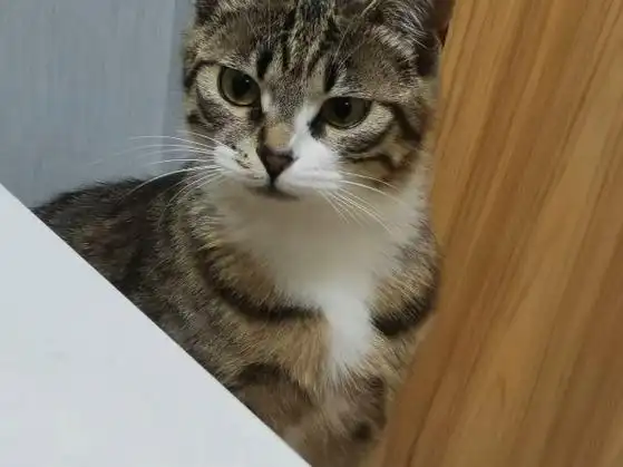 壁纸 动物 猫 猫咪 小猫 桌面 590_442