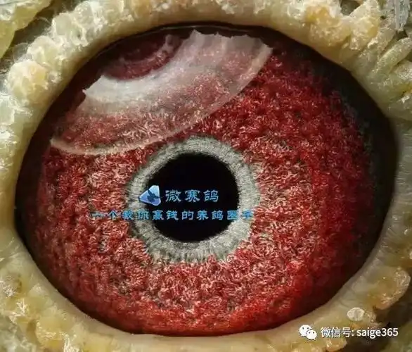 鸽经验好赛鸽的眼志解读