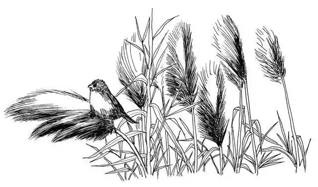 芦苇怎么画,芦苇怎么画简笔画(听说你不会画芦苇钢笔画)