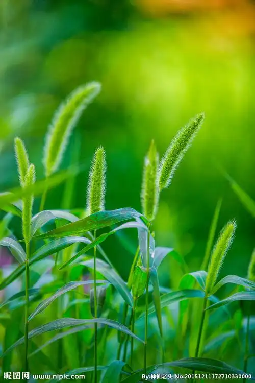 狗尾巴草图片