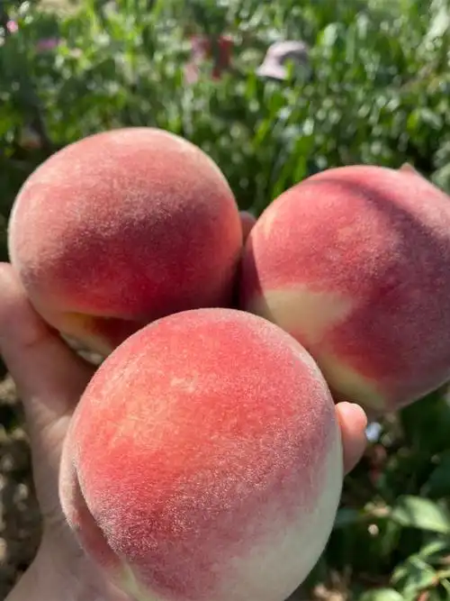 陕西礼泉脆甜金秋红蜜特产当季水果脆桃大毛桃