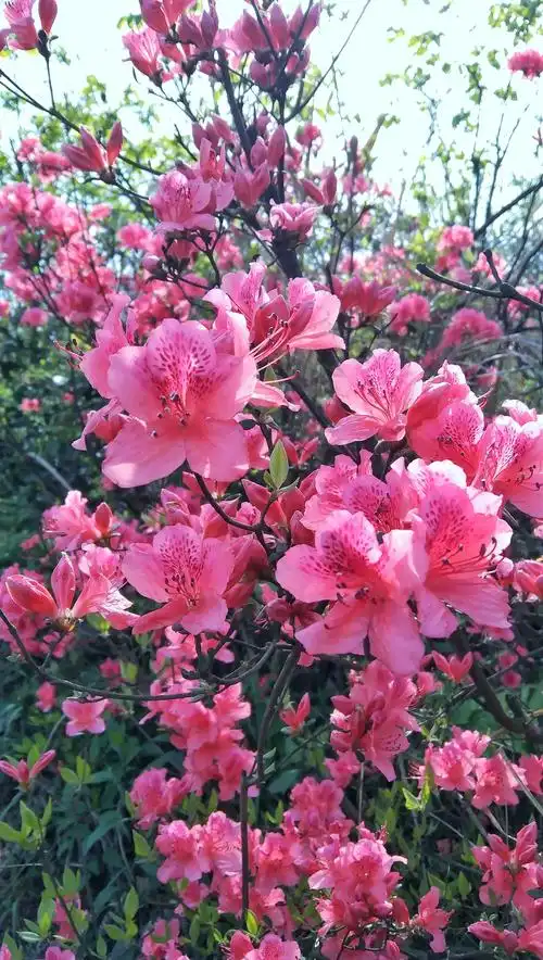 杜鹃花映山红遍