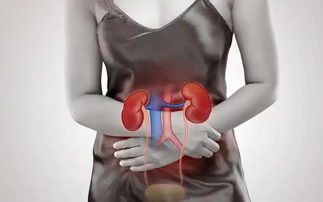 肾脏位于人体腰部,左右两侧,呈豆腐块状,是泌尿系统的重要器官,也是