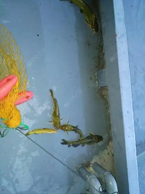 两个脚鱼,两只脚鱼