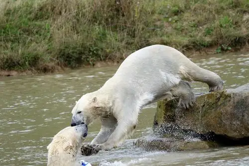 北极熊,大熊,白色,哺乳动物,大,自然,野生动物