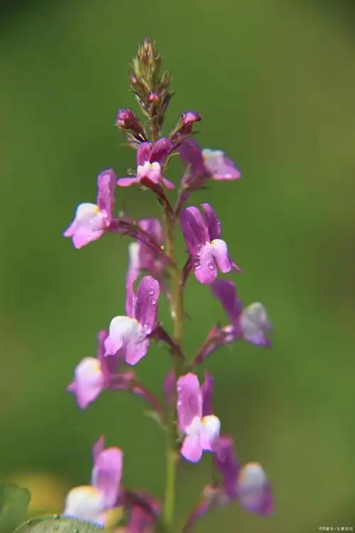 花世界赏花丨柳穿鱼