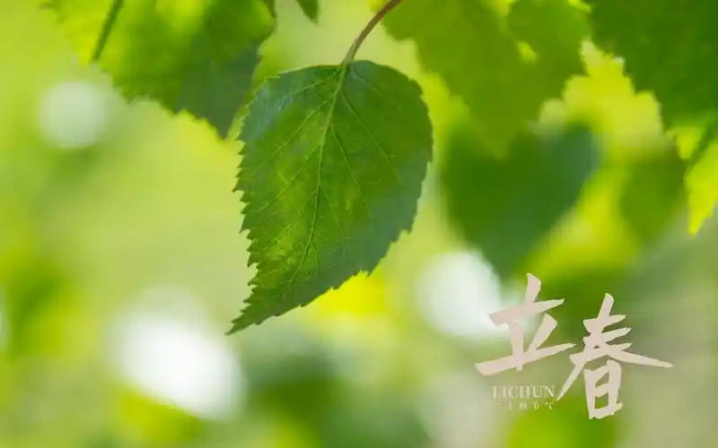 立春时节小清新文艺风背景图