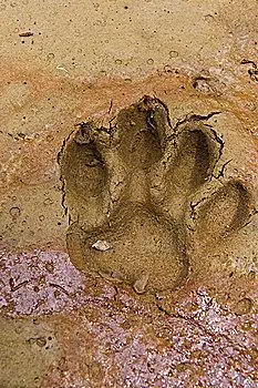 美洲虎,美洲豹,脚印,国家公园,亚马逊雨林,厄瓜多尔