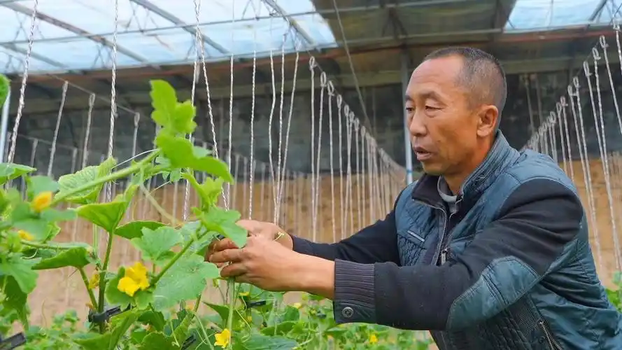 春满河套 一线见闻|五原县:灯笼红香瓜"甜蜜"上市 质优价高俏销 - 产