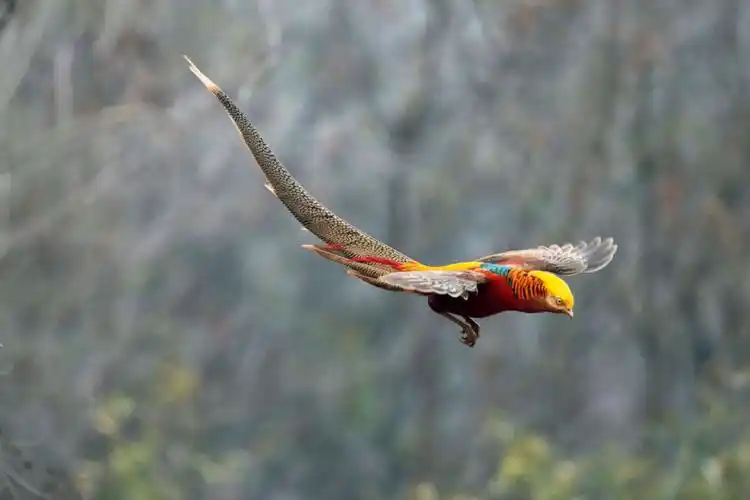 火凤凰——红腹锦鸡