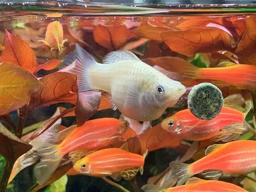 新手玛丽鱼繁殖心得体会