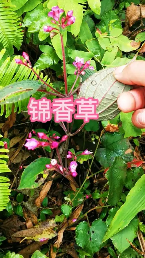 植物科普#锦香草为野牡丹科,锦香属草本,别称白毛虎舌毡,老虎耳等名