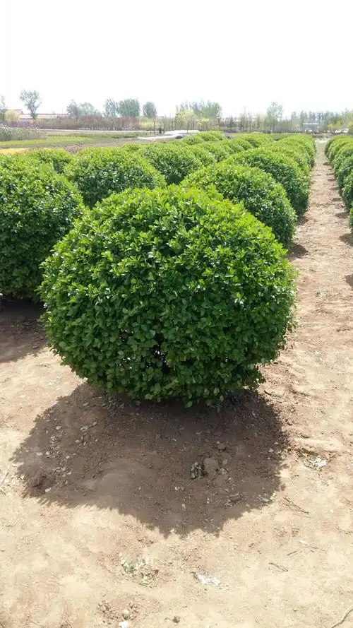 黄杨球-北京京恒苗木种植有限公司