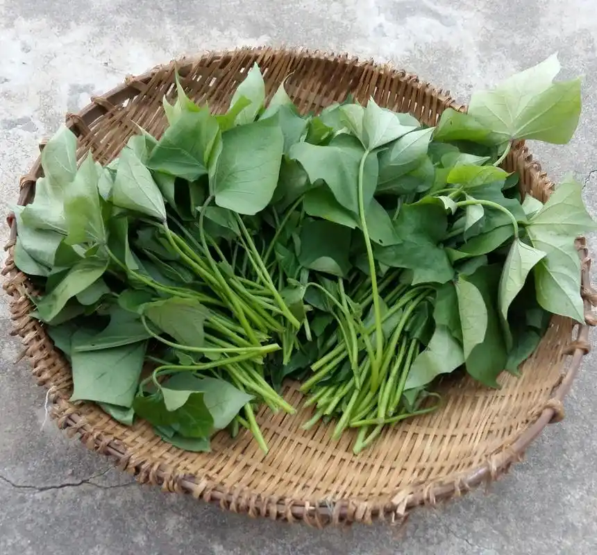 红薯叶的功效与作用(它的价格多少钱)