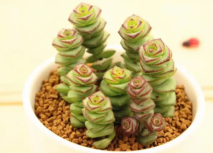 钱串景天 多肉植物 星乙女 肉肉盆栽 奇趣迷你办公室小盆景批发