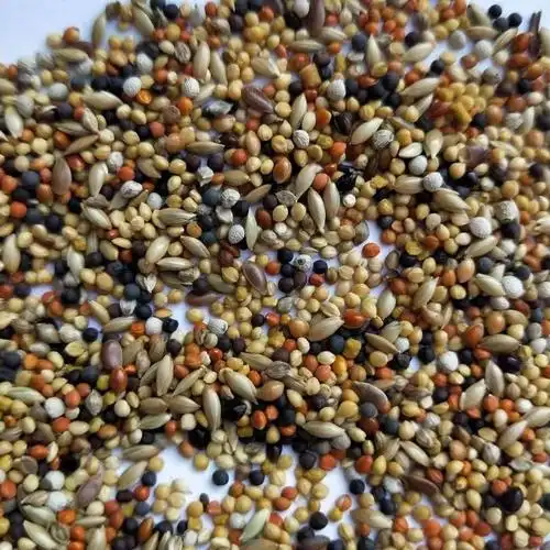 七彩文鸟珍珠鸟食玉鸟粮十姐妹黄雀鸟食带壳黄谷子混合饲料3斤