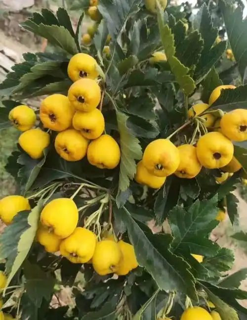 山楂树苗种植技术与管理 山楂树苗品种介绍 山楂树苗批发